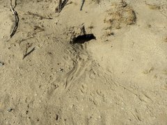 Dipodomys deserti