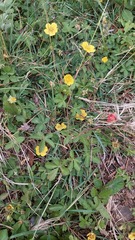 Potentilla reptans image