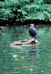 Phalacrocorax carbo