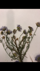 Erigeron argentatus