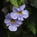 Blue Trumpet Vine - Photo (c) brian fisher, some rights reserved (CC BY-NC-SA), uploaded by brian fisher