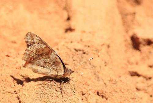 Blue-spot Pansy
