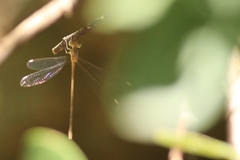 Lestes pallidus