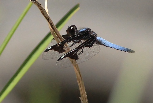 Portia Widow