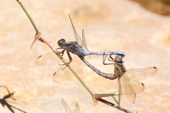 Orthetrum chrysostigma