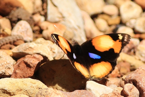 African Yellow Pansy