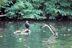 Phalacrocorax carbo