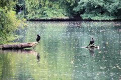 Phalacrocorax carbo