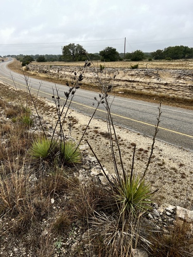 Yucca reverchonii