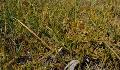 Thesium frisea