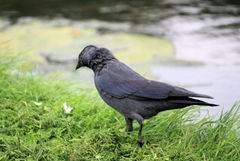 Corvus monedula