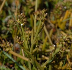 Thesium frisea