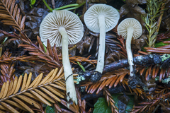 Entoloma sericellum