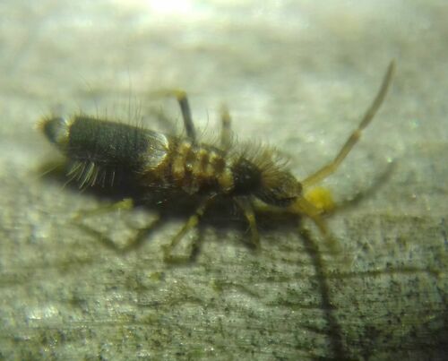 Entomobrya dorsalis, photo 4 of 10