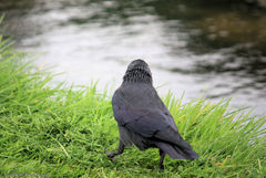 Corvus monedula