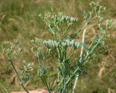 Capnophyllum africanum