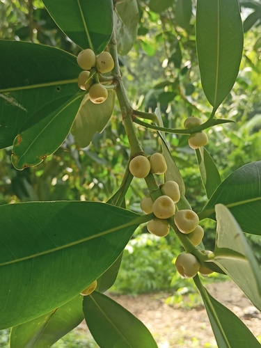 Ficus curtipes