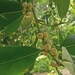 Ficus curtipes - Photo (c) Rama Narayanan, some rights reserved (CC BY), uploaded by Rama Narayanan