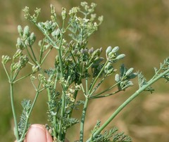 Capnophyllum africanum
