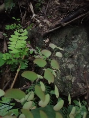 Adiantum amplum