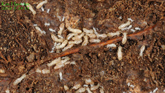 Reticulitermes speratus