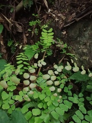 Adiantum amplum