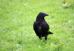 Corvus corone