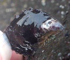 Brachidontes crebristriatus