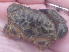 Leptodius sanguineus