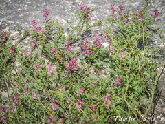 Fumaria densiflora