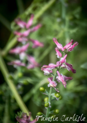 Fumaria densiflora