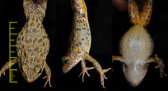 Glandirana emeljanovi