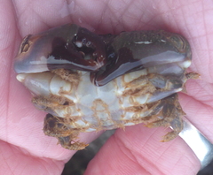 Leptodius sanguineus