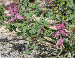 Fumaria densiflora