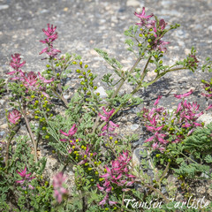 Fumaria densiflora