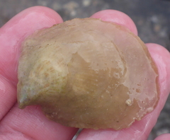 Isognomon