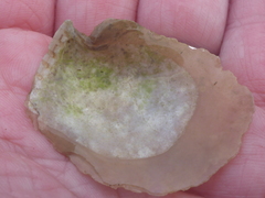 Isognomon