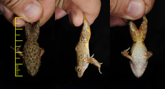 Glandirana emeljanovi