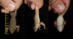 Glandirana emeljanovi