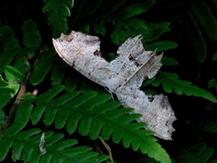 Dysaethria flavistriga