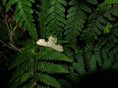 Dysaethria flavistriga