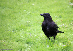 Corvus corone
