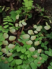 Adiantum amplum