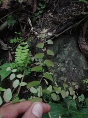 Adiantum amplum