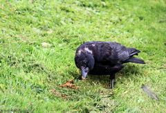 Corvus corone