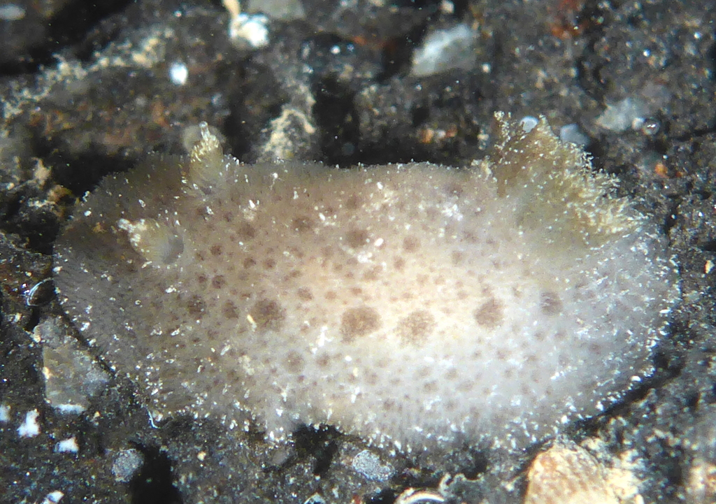 Doridina