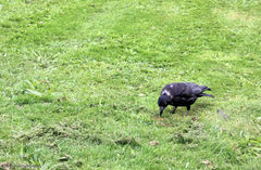 Corvus corone