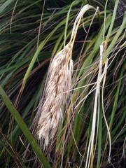 Chionochloa bromoides