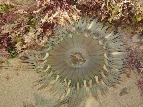 Sunburst Anemone, photo 8 of 8