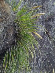 Chionochloa bromoides